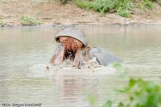 Flusspferd (94 von 104).jpg